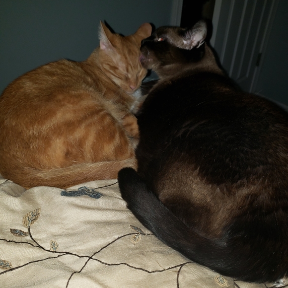 Meet your Posher, Carrie - Picture 11 of 13